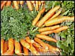 Washington Sales Tax Amnesty - A Carrot This Time