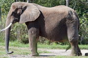 Sales Tax - The Elephant in the Room
