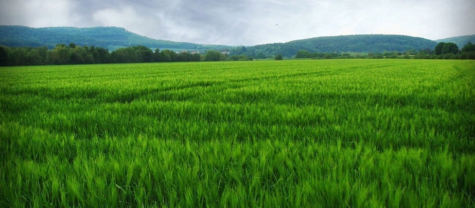 field_wide