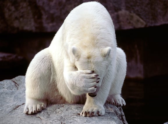 frustrated_bear-558697-edited.jpg