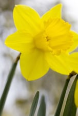 Detail view of Spring Daffodils.jpeg