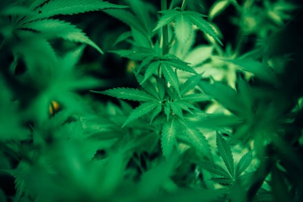 Legalization and Taxation of Cannabis