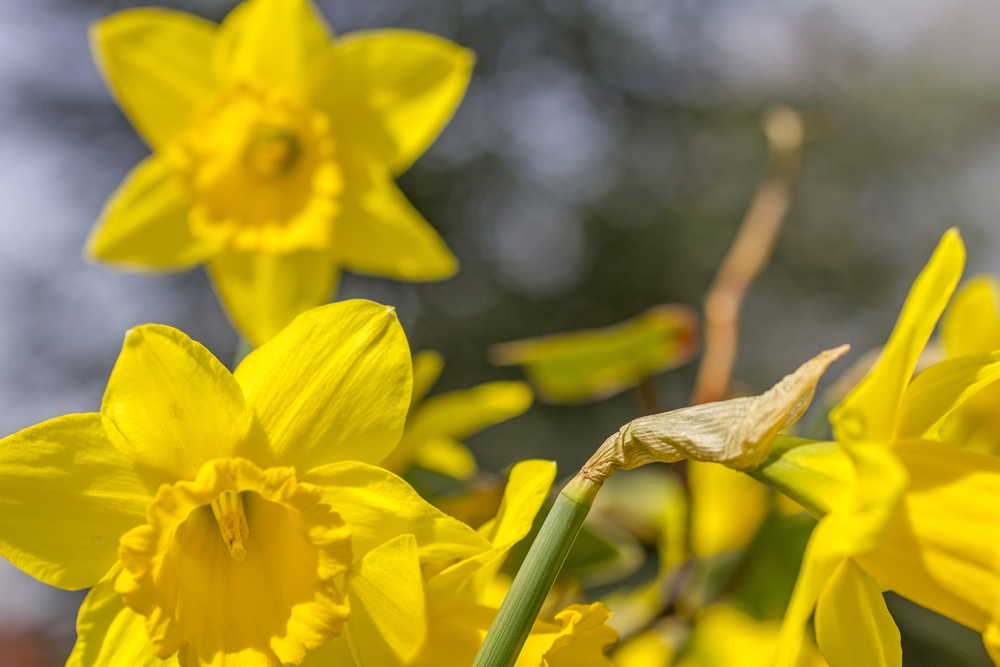 Close up of wild Daffodils growing during Spring.jpeg